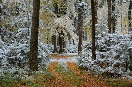 simsearch:600-06486317,k - Snow on Footpath through Beech Forest with European Beech (Fagus sylvatica) in Autumn, Upper Palatinate, Bavaria, Germany Stockbilder - Premium RF Lizenzfrei, Bildnummer: 600-06486310