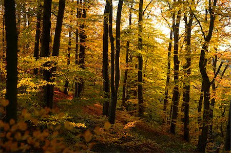 European Beech (Fagus sylvatica) Forest in Autumn Foliage, Upper Palatinate, Bavaria, Germany Photographie de stock - Premium Libres de Droits, Code: 600-06486320