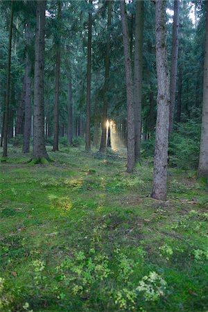 forest floor - Sun Rays through Norway Spruce (Picea abies) Forest, Upper Palatinate, Bavaria, Germany Foto de stock - Sin royalties Premium, Código: 600-06486339