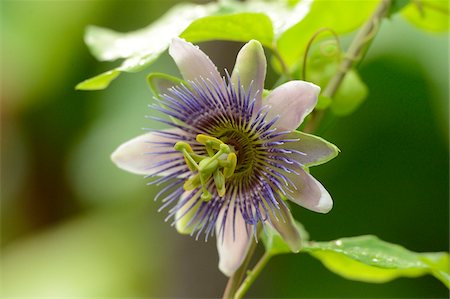 purple flower closeup - Close-up of Blue Passion Flower (Passiflora caerulea), Bavaria, Germany Stock Photo - Premium Royalty-Free, Code: 600-06486346