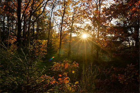 Sun Rays through European Beech (Fagus sylvatica) Forest in Autumn, Upper Palatinate, Bavaria, Germany Foto de stock - Sin royalties Premium, Código: 600-06486343