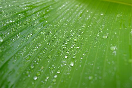 Close-up of Raindrops on Banana Plant (Musa) Leaf, Bavaria, Germany Foto de stock - Sin royalties Premium, Código: 600-06486355