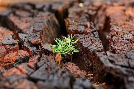 Norway Spruce (Picea abies) Seedlings Growing in Old Wood, Upper Palatinate, Bavaria, Germany Photographie de stock - Premium Libres de Droits, Code: 600-06486356