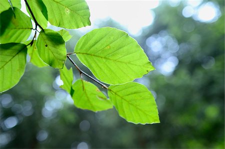 foliage leaf - Close-up of European Beech (Fagus sylvatica) Leaves, Upper Palatinate, Bavaria, Germany Stock Photo - Premium Royalty-Free, Code: 600-06486351