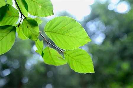 Close-up of European Beech (Fagus sylvatica) Leaves, Upper Palatinate, Bavaria, Germany Foto de stock - Sin royalties Premium, Código: 600-06486351