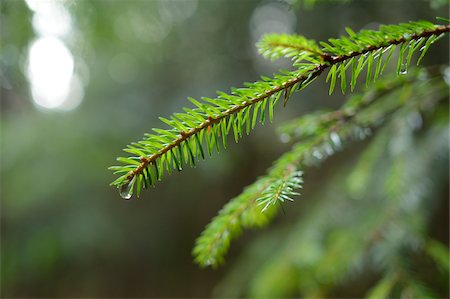 Water Drop on Norway Spruce (Picea abies) Branch, Upper Palatinate, Bavaria, Germany Foto de stock - Sin royalties Premium, Código: 600-06486352
