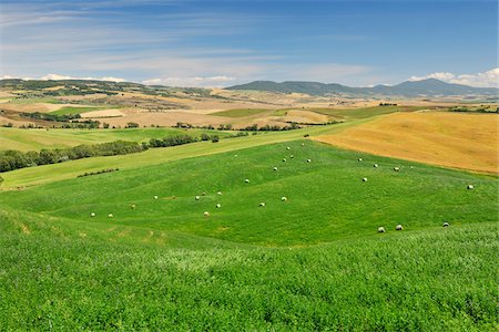 simsearch:879-09034343,k - Bales of Hay in Meadow in Summer, San Quirico d'Orcia, Val d'Orcia, Province of Siena, Tuscany, Italy Stock Photo - Premium Royalty-Free, Code: 600-06486636