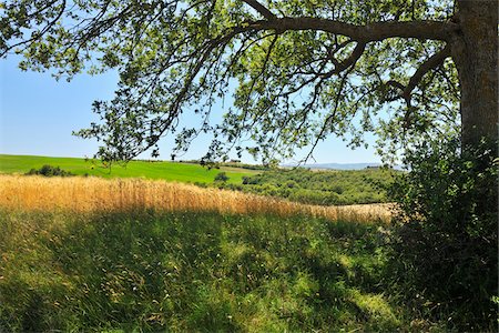 simsearch:6119-09074003,k - Oak Tree and Shadow in Summer, Pienza, Val d'Orcia, Province of Siena, Tuscany, Italy Stock Photo - Premium Royalty-Free, Code: 600-06486637