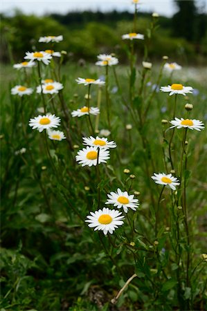 Close-Up of Oxeye Daisies and Feverfew in a Meadow, Franconia, Bavaria, Germany Photographie de stock - Premium Libres de Droits, Code: 600-06486646