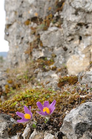 simsearch:600-06620930,k - Close-Up of Pulsatilla Vulgaris, Pasque Flower, Oberpfalz, Bavaria, Germany Photographie de stock - Premium Libres de Droits, Code: 600-06486659