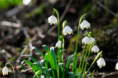 simsearch:600-07435033,k - Leucojum Vernum, Spring Snowflake, Oberpfalz, Bavaria, Germany Photographie de stock - Premium Libres de Droits, Code: 600-06486669