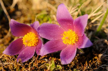 simsearch:600-06570989,k - Close-Up of Pulsatilla Vulgaris, Pasque Flower, Oberpfalz, Bavaria, Germany Foto de stock - Sin royalties Premium, Código: 600-06486663