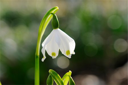 Leucojum Vernum, Spring Snowflake, Oberpfalz, Bavaria, Germany Foto de stock - Sin royalties Premium, Código: 600-06486672