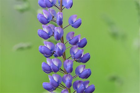 simsearch:600-06486659,k - Close-Up of Lupinus Angustifolius Flower, Oberpfalz, Bavaria, Germany Foto de stock - Sin royalties Premium, Código: 600-06505698