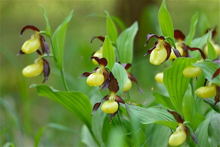 simsearch:600-06486659,k - Close-Up of Cypripedium Calceolus, Lady's Slipper Orchids, Oberpfalz, Bavaria, Germany Foto de stock - Sin royalties Premium, Código: 600-06505699