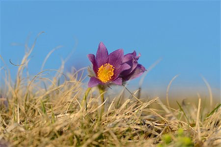 Close-Up of Pulsatilla Vulgaris, Pasque Flower with Blue Sky, Oberpfalz, Bavaria, Germany Photographie de stock - Premium Libres de Droits, Code: 600-06505708