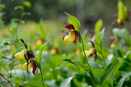 simsearch:600-07288040,k - Close-Up of Cypripedium Calceolus, Lady's Slipper Orchids, Oberpfalz, Bavaria, Germany Foto de stock - Sin royalties Premium, Código: 600-06505700