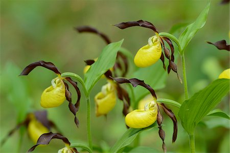 simsearch:600-06486665,k - Close-Up of Cypripedium Calceolus, Lady's Slipper Orchids, Oberpfalz, Bavaria, Germany Stock Photo - Premium Royalty-Free, Code: 600-06505702