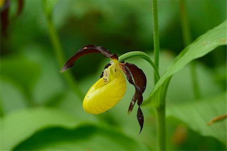 simsearch:600-06505708,k - Close-Up of Cypripedium Calceolus, Lady's Slipper Orchids, Upper Palatinate, Bavaria, Germany Fotografie stock - Premium Royalty-Free, Codice: 600-06505703