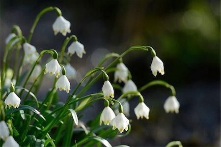 david & micha sheldon - Leucojum Vernum, Spring Snowflake, Oberpfalz, Bavaria, Germany Photographie de stock - Premium Libres de Droits, Code: 600-06505714