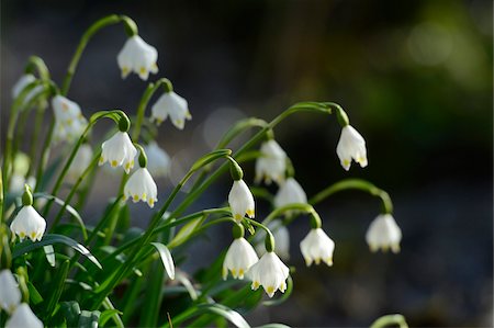 david & micha sheldon - Leucojum Vernum, Spring Snowflake, Oberpfalz, Bavaria, Germany Foto de stock - Sin royalties Premium, Código: 600-06505714