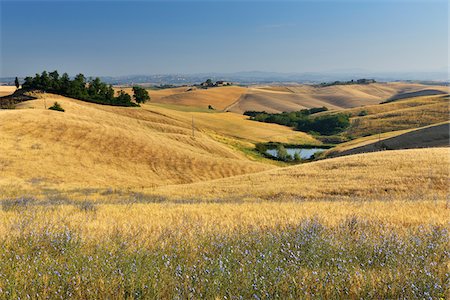 Tuscany Countryside in the Summer, Monteroni d'Arbia, Province of Siena, Tuscany, Italy Foto de stock - Sin royalties Premium, Código: 600-06505791