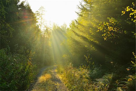 dual track road - Sunny Forest Path in late Summer, Vielbrunn, Michelstadt, Hesse, Odenwald, Germany Stock Photo - Premium Royalty-Free, Code: 600-06512939