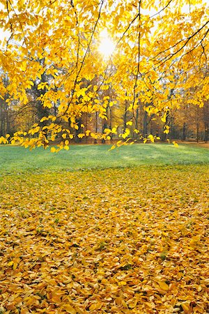 Hornbeam Leaves with Sun in the Morning, Autumn, Bavaria, Germany Stock Photo - Premium Royalty-Free, Code: 600-06512932