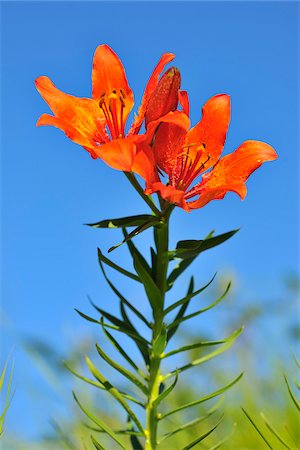 Flowering Fire Lily, Arabba, Passo Pordoi, Province of Belluno, Veneto, Dolomites, Italy Stockbilder - Premium RF Lizenzfrei, Bildnummer: 600-06512943