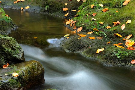david & micha sheldon - Forest Stream in Autumn, Bavarian Forest National Park, Bavarian Forest, Bavaria, Germany Photographie de stock - Premium Libres de Droits, Code: 600-06531345