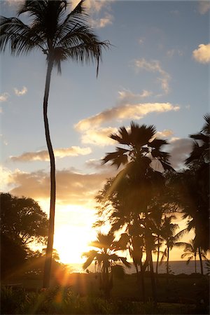 Sunset and Palm Trees in Wailea Maui Hawaii Foto de stock - Royalty Free Premium, Número: 600-06531371