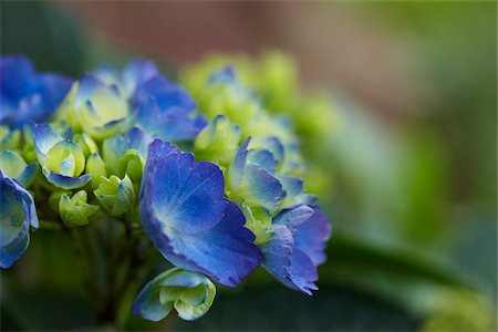 Blue perennial flowers in bloom with green foliage in a garden in Canada shot close-up Photographie de stock - Premium Libres de Droits, Code: 600-06531994