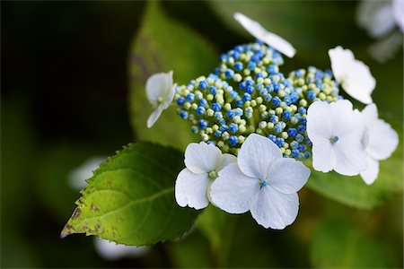 simsearch:600-06532013,k - big leaf hydrangea plant with blue buds, white blooms and green foliage shot close-up in a garden, Canada Stock Photo - Premium Royalty-Free, Code: 600-06531993