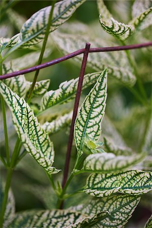 Heliopsis helianthoides (Loraine Sunshine) foliage close up in a summer garden with rusty metal wire, Canada Photographie de stock - Premium Libres de Droits, Code: 600-06532006