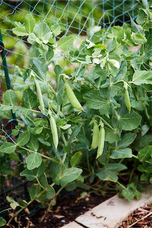 potager - green peas in pea pods growing on a pea plant in a garden in Canada in the spring Photographie de stock - Premium Libres de Droits, Code: 600-06532001