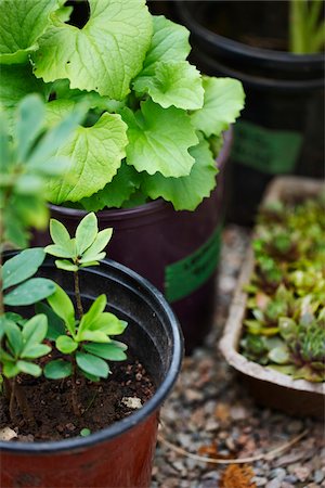 spring garden vertical nobody - garden plants (hen and chicks, Gaultheria procumbens, wintergreen) in plant pots as seedlings for outdoor garden, Canada Stock Photo - Premium Royalty-Free, Code: 600-06532011