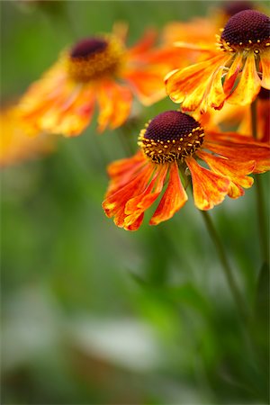 detalles de la naturaleza - orange rudbeckia (black eyed susan) flowers in bloom in a Canadian garden Foto de stock - Sin royalties Premium, Código: 600-06532012