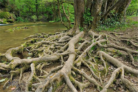 estable - Roots of Tree by River, Jura, Franche-Comte, France Foto de stock - Sin royalties Premium, Código: 600-06553322