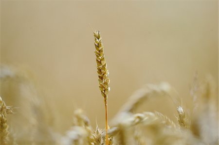Close-up of Wheat (Triticum) in Autumn, Upper Palatinate, Bavaria, Germany. Stockbilder - Premium RF Lizenzfrei, Bildnummer: 600-06576195