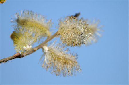 simsearch:600-06576199,k - A detail of pussy willows (Salix) in springtime, Bavaria, Germany Fotografie stock - Premium Royalty-Free, Codice: 600-06576199