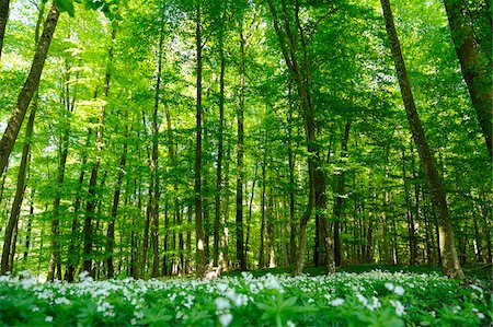 suelo forestal - Landscape of a European Beech or Common Beech (Fagus sylvatica) forest in early summer, Bavaria, Germany. Foto de stock - Sin royalties Premium, Código: 600-06576190