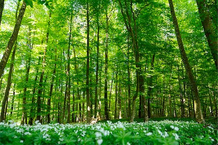 forest floor - Landscape of a European Beech or Common Beech (Fagus sylvatica) forest in early summer, Bavaria, Germany. Foto de stock - Sin royalties Premium, Código: 600-06576190