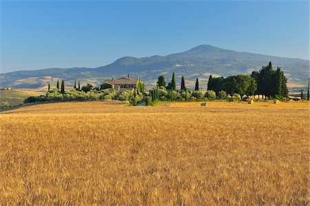 Tuscany Countryside with Wheat Field in the Summer, Siena Province, Tuscany, Italy Stock Photo - Premium Royalty-Free, Code: 600-06576204