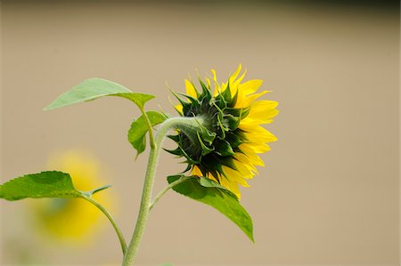 detail of sunflower - Blossom of a sunflower (Helianthus annuus), Bavaria, Germany. Stock Photo - Premium Royalty-Free, Code: 600-06576232