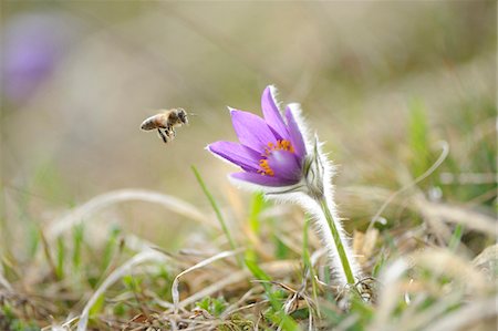 simsearch:600-08107040,k - European honey bee flying to a blossom of a Pulsatilla (Pulsatilla vulgaris) in the grassland in early spring of Upper Palatinate, Bavaria, Germany, Europe. Photographie de stock - Premium Libres de Droits, Code: 600-06576246