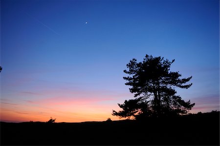 Landscape of a Scots Pine (Pinus sylvestris) at sunset, Bavaria, Germany. Stock Photo - Premium Royalty-Free, Code: 600-06576248