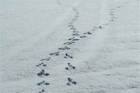 simsearch:6119-07587390,k - Footprints in the snow, Bavaria, Germany. Foto de stock - Sin royalties Premium, Código: 600-06576255
