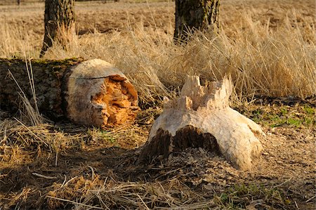 An old willow (salix) fallen by a European beaver (Castor fiber), Bavaria, Germany Stock Photo - Premium Royalty-Free, Code: 600-06570988