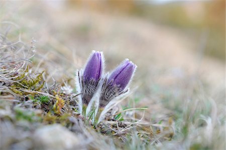 Blooms of a Pulsatilla (Pulsatilla vulgaris) in the grassland in early spring of Bavaria, Germany Stock Photo - Premium Royalty-Free, Code: 600-06570989