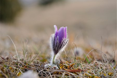 simsearch:600-07599997,k - Bloom of a Pulsatilla (Pulsatilla vulgaris) in the grassland in early spring of Bavaria, Germany Foto de stock - Sin royalties Premium, Código: 600-06570990